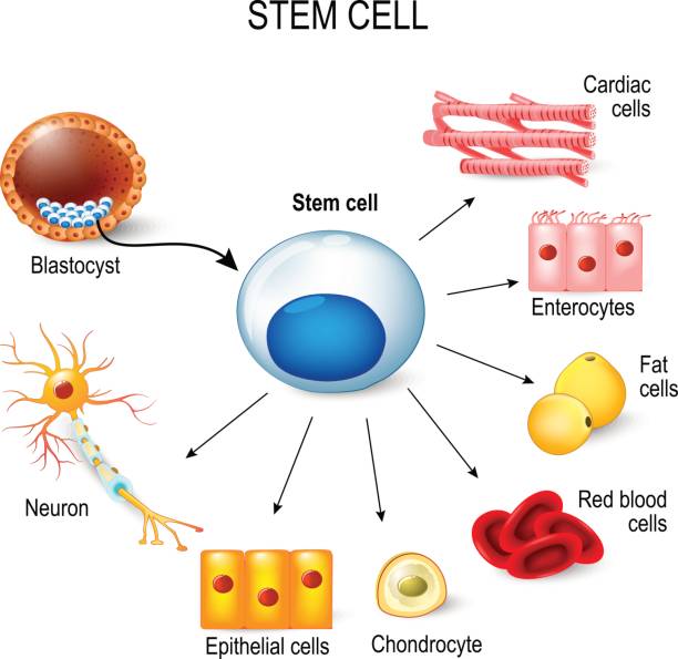 Stem cell treatment clinic Lahore