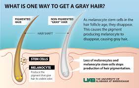 Grey hair mechanism