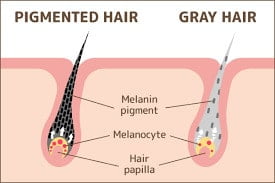 Grey hair reason